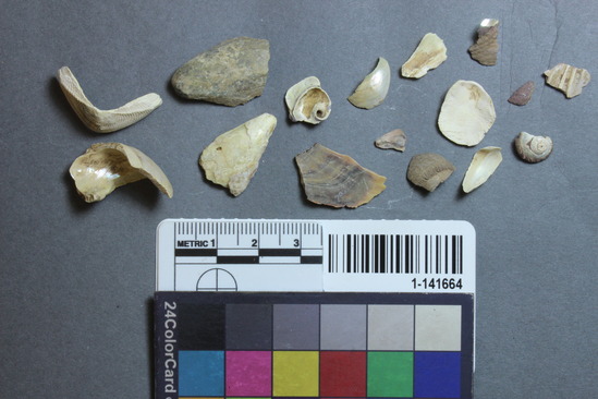 Hearst Museum object titled Shell sample, accession number 1-141664, described as Shell.-