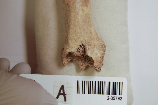 Hearst Museum object 5 of 16 titled Mammal bone, accession number 2-35792, described as Sea otter, left femur.