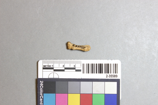 Hearst Museum object titled Mammal bone, accession number 2-35589, described as Sea otter metacarpal.