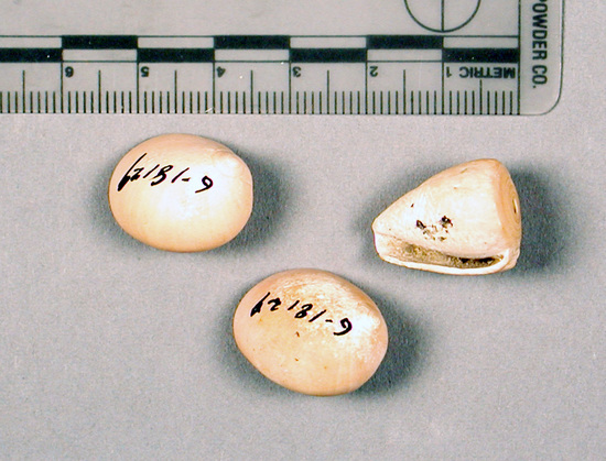 Hearst Museum object titled Beads, accession number 6-18129, described as A) Beads: 3 shells. B) Small stone fragments.