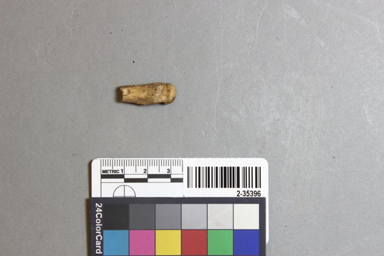 Hearst Museum object titled Mammal bone, accession number 2-35396, described as Sea otter metatarsal fragment