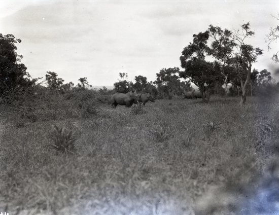 Hearst Museum object titled Black and white negative, accession number 15-32424, described as 4" x 5" Negative. Rhinos walk along bank of the Nile.