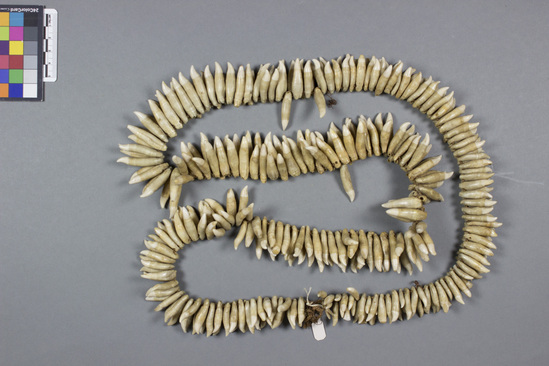 Hearst Museum object titled Necklace, accession number 11-517, described as Necklace of teeth