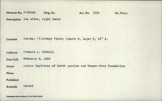 Documentation associated with Hearst Museum object titled Mammal bone, accession number 2-36005, described as Sea otter, right femur. Calcined