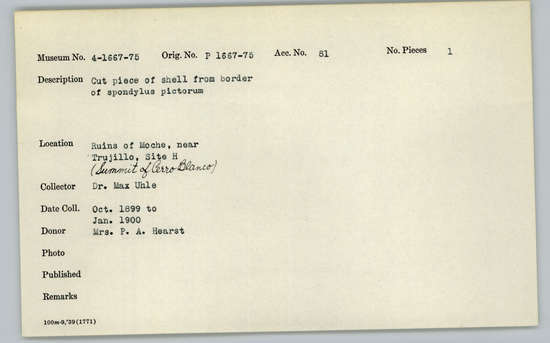 Documentation associated with Hearst Museum object titled Cut shell piece, accession number 4-1668, described as Cut piece of shell from border of Spondylus pictorum.