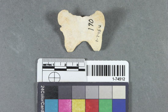 Hearst Museum object titled Shell sample, accession number 1-74512, described as Shell sample,