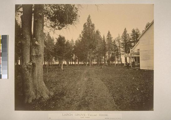 Hearst Museum object titled Albumen print, accession number 13-1304s, described as Mounted photograph. Larch Grove, Tallac House, Lake Tahoe, El Dorado County.