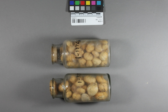 Hearst Museum object titled Tubers, accession number 1-12706, described as (Laihas)