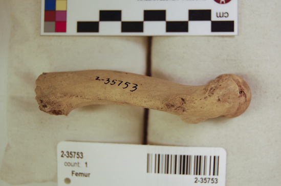 Hearst Museum object 11 of 14 titled Mammal bone, accession number 2-35753, described as Sea otter, left femur.