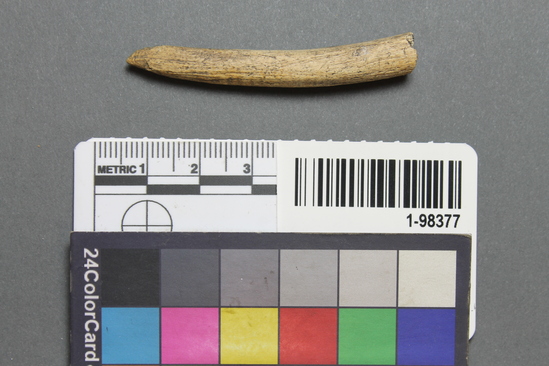 Hearst Museum object titled Flaker, accession number 1-98377, described as Bone, fragment