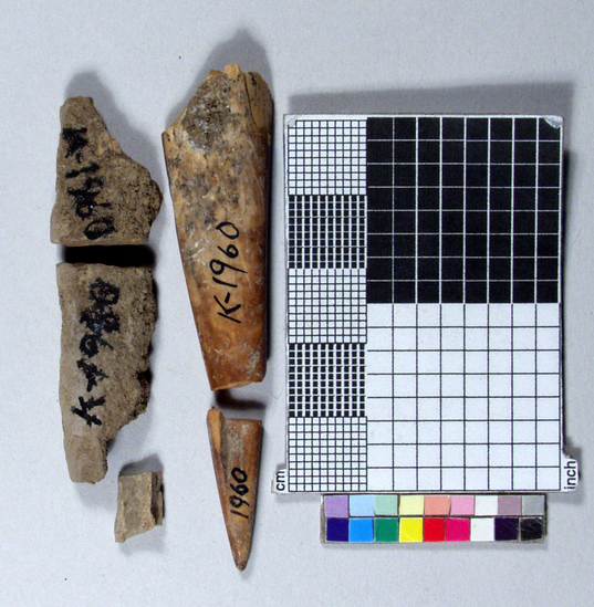 Hearst Museum object titled Awl fragments, accession number K-1960, described as Bone awl fragments.