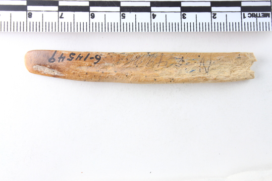 Hearst Museum object 6 of 6 titled Broken chisel, accession number 6-14549, described as Bone chisel-like, implement, lend broken, length 8 cm.