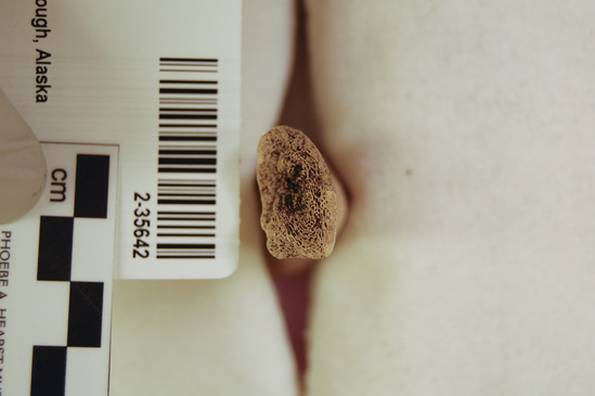 Hearst Museum object 9 of 16 titled Mammal bone, accession number 2-35642, described as Sea otter, juvenile left femur