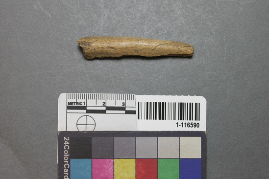 Hearst Museum object titled Worked bone, accession number 1-116590, described as Bone