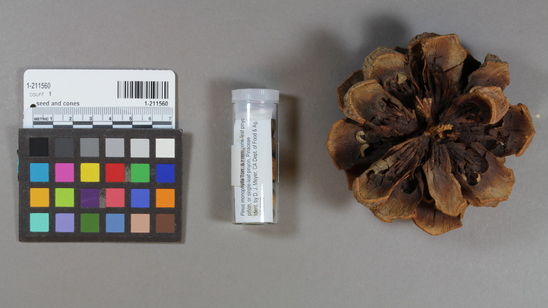 Hearst Museum object 2 of 2 titled Seed and cones, accession number 1-211560, described as Sample. Pinus monophylla, pinon nuts.