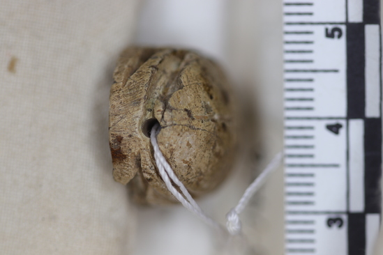 Hearst Museum object 2 of 6 titled Scarab seal, accession number 5-7446, described as Seal. Scarab. Tan glazed pottery. All scarab parts indicated. Reverse-Thothmes III cartouche with uraei, winged scarab, re sign. Length “.19cm. Width 1.84 cm. Height 1.12 cm. as part of scarab with two sets of uraei)?) - sun disc between tibia, no wings