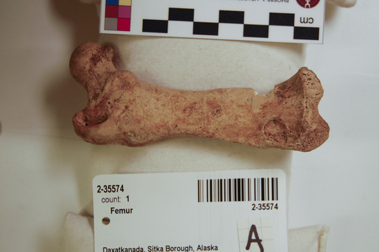 Hearst Museum object 3 of 21 titled Mammal bone, accession number 2-35574, described as Sea otter, left femur.