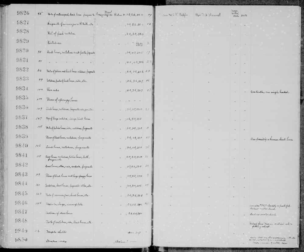 Documentation associated with Hearst Museum object titled Mammal bone, accession number 1-9848.2, described as Otter long bone