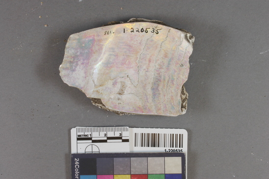 Abalone fragment