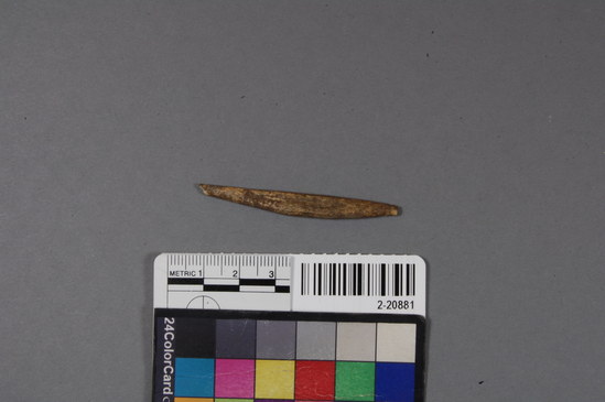 Hearst Museum object titled Barb, accession number 2-20881, described as Worked bone,pin