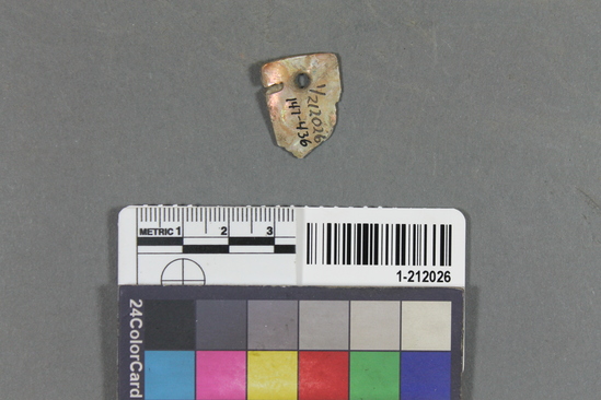 Hearst Museum object titled Shell fragment, accession number 1-212026, described as Triangular haliotis; one end perforated; broken or fragmentary.