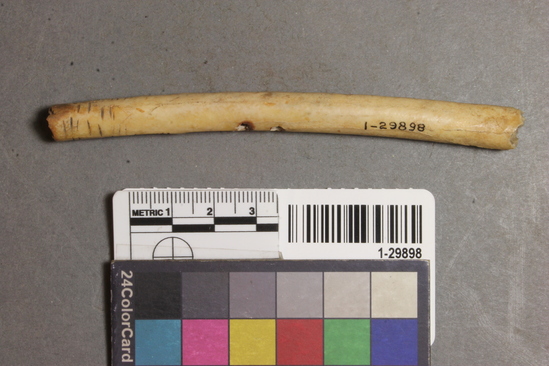 Hearst Museum object titled Whistle, accession number 1-29898, described as Made of bone.  Two round holes, incised markings on one end. Gifford Bone Type GG. Bone artifact.