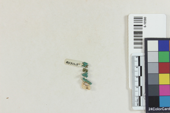 Hearst Museum object 1 of 2 titled Amulets, accession number 6-10580, described as Amulets of faience, and bead of Nerita shell. 4 faience amulets and 1 shell.