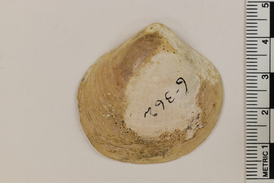 Hearst Museum object titled Shell fragment, accession number 6-362, described as Shell fragment