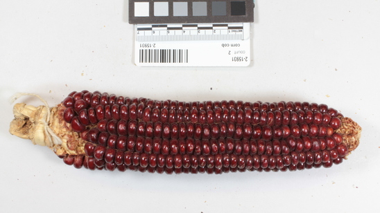 Hearst Museum object titled Corn cob, accession number 2-15931, described as Ears of corn. Maroon.