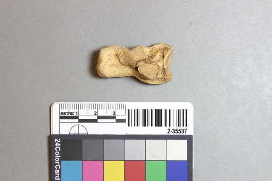 Hearst Museum object titled Mammal bone, accession number 2-35537, described as Sea otter, calcaneum