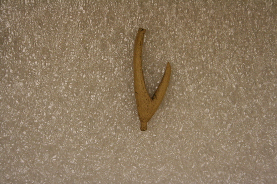 Hearst Museum object 2 of 4 titled Fishhook, accession number 1-158761, described as Bone, fish