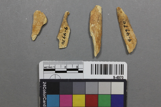 Hearst Museum object titled Mammal bones, accession number 9-4970, described as Artiodactyl fragments