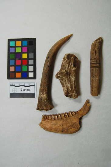 Hearst Museum object titled Jaw and horn, accession number 2-8838, described as One fragment of animal ungulate jaw with teeth, and 3 pieces deer horn, one with 3 notches. Notice: Image restricted due to its potentially sensitive nature. Contact Museum to request access.