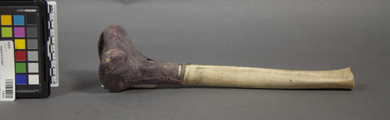 Hearst Museum object 2 of 2 titled Thighbone trumpet, accession number 9-8253, described as Thighbone trumpet;purple dyed leather stretched over one end;L.31.5 cm.