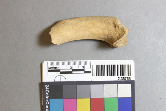 Hearst Museum object titled Mammal bone, accession number 2-35755, described as Sea otter, left humerus.