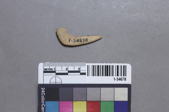 Hearst Museum object titled Fishhook fragment, accession number 1-34678, described as Shell fish