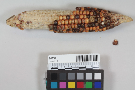 Hearst Museum object 2 of 4 titled Corn cob, accession number 2-17540, described as Ear of orange and brown corn. 16 rows, shallow grain. Pointed butt, minute stem.