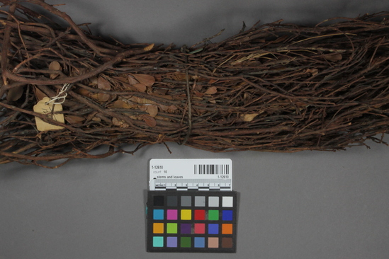 Hearst Museum object titled Stems and leaves, accession number 1-12610, described as Stems and leaves (of the sort that are used by men as tobacco) as they are hung up to dry.