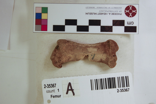 Hearst Museum object 1 of 11 titled Mammal bone, accession number 2-35367, described as Sea otter right femur, juvenile