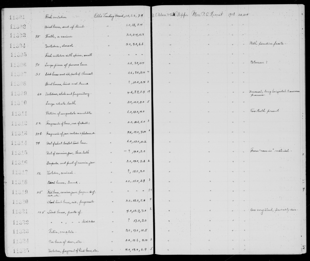 Documentation associated with Hearst Museum object titled Faunal remains, accession number 1-11302, described as Bird. End of limb.