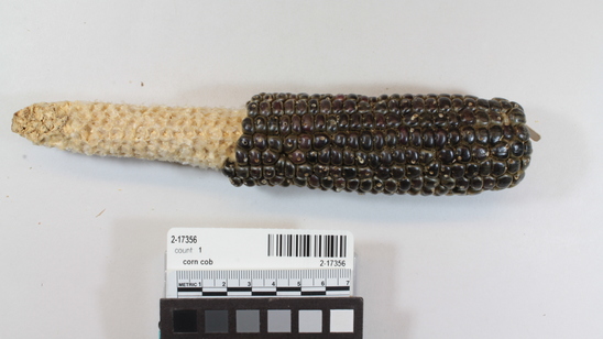 Hearst Museum object titled Corn cob, accession number 2-17356, described as Ear of blue corn, 16 rows, flour, deep grain, medium stem, slightly reduced butt.