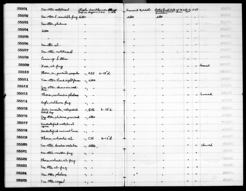 Documentation associated with Hearst Museum object titled Mammal bone, accession number 2-35504, described as Sea otter, phalanges.