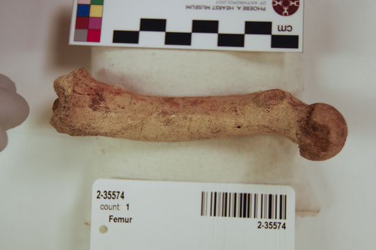 Hearst Museum object 16 of 21 titled Mammal bone, accession number 2-35574, described as Sea otter, left femur.