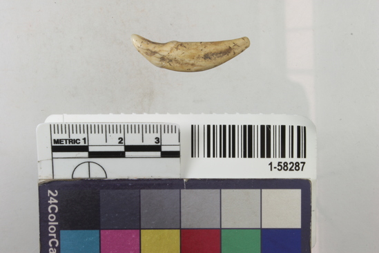 Hearst Museum object 1 of 2 titled Tooth, accession number 1-58287, described as Coyote or wolf