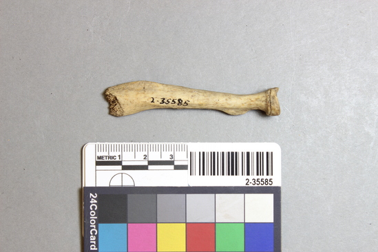 Hearst Museum object titled Mammal bone, accession number 2-35585, described as Sea otter, left radius.