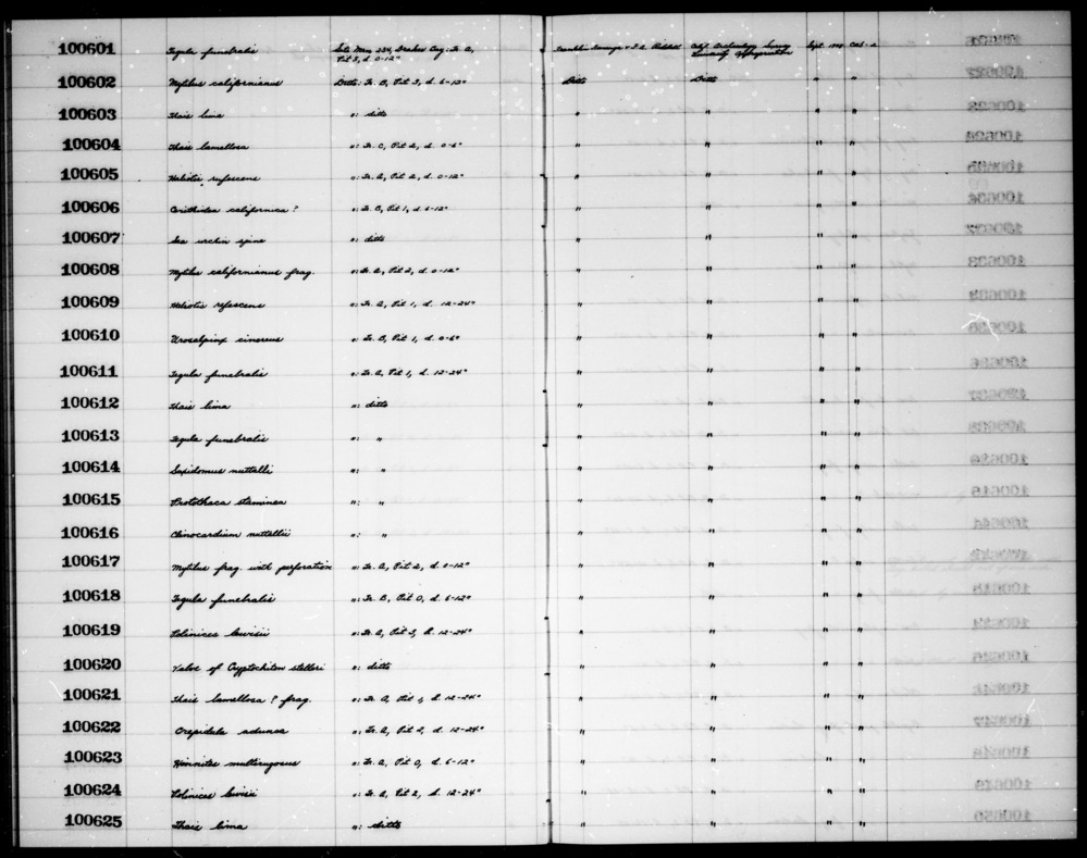 Documentation associated with Hearst Museum object titled Shell fragment, accession number 1-100620, described as Valve of Cryptochiton stelleri.