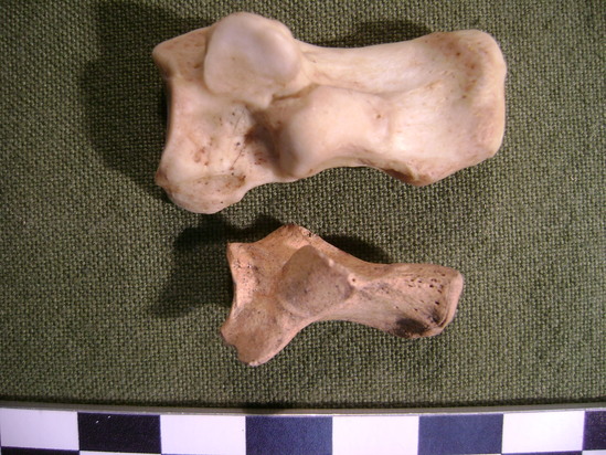 Hearst Museum object titled Mammal bone, accession number 2-35809, described as Mammal calcaneum.