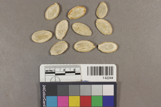 Hearst Museum object titled Squash, accession number 1-62244, described as Squash seed, Cucurbita moschata.  Two types.  Found in cave.