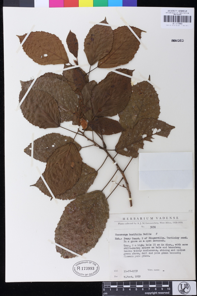 Macaranga hurifolia image
