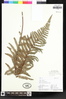 Polystichum cochleatum image